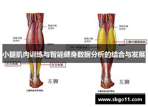 小腿肌肉训练与智能健身数据分析的结合与发展
